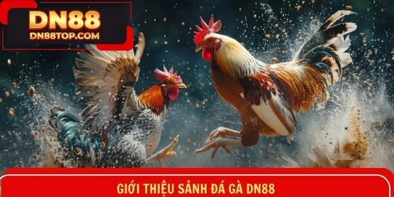 Sảnh đá gà DN88 tuyệt đỉnh với những thông tin chung nhất