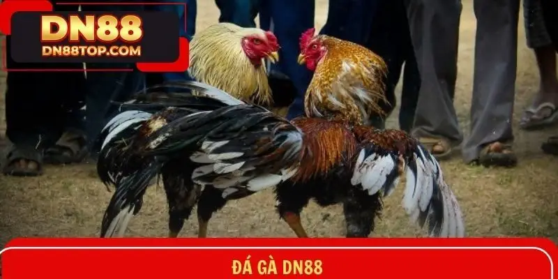 Đá gà DN88